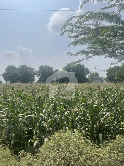 18 Acres Investment Land Daftu Mustafabad
