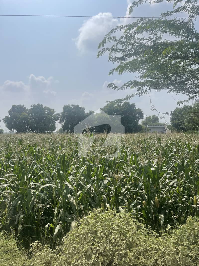 18 Acres Investment Land Daftu Mustafabad 18 Acres Investment Land Daftu Mustafabad