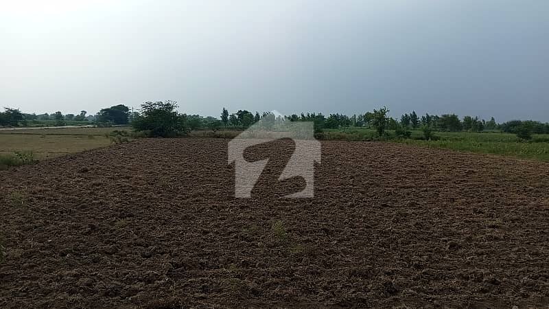 12 Kanal Agricultural Land for sale in Jaranwala Road 12 Kanal Agricultural Land for sale in Jaranwala Road