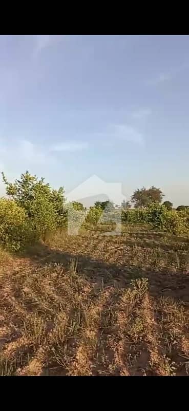 نیلا دللا چکوال میں 63 کنال زرعی زمین 2.25 کروڑ میں برائے فروخت۔