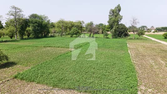 15 Acer Fully Agriculture Land For Sale at Link Sangla Hill Road Shahkot