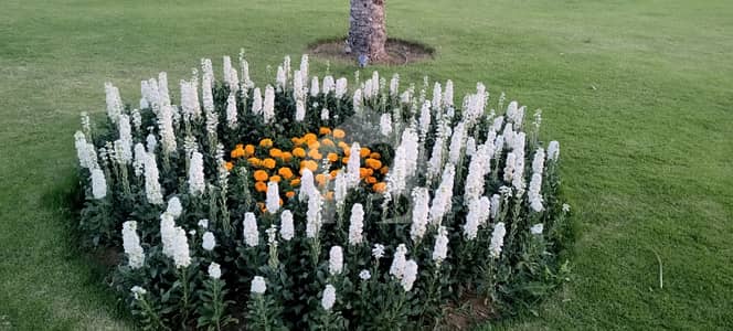 125sq yd plots at Jinnah Avenue TOP Heighted Location FOR SALE. Best for Investment