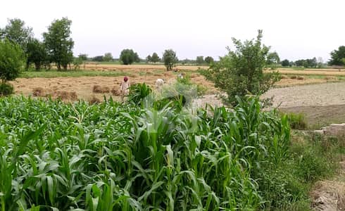 جڑانوالہ روڈ فیصل آباد میں 136 کنال زرعی زمین 11.9 کروڑ میں برائے فروخت۔