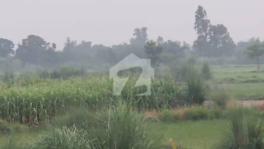 پنڈوکے لاہور میں 64 کنال زرعی زمین 6.8 کروڑ میں برائے فروخت۔