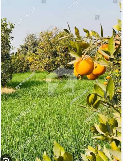 Total 58 Kanal Land 30 KANAL FULLY GROWN RED BLOOD ORANGE ORCHARD KHANPURE CITY