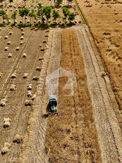 126 Acre(1008 Kanal) Agricultural Land Carpet Road For Sale Talwandi Kasur