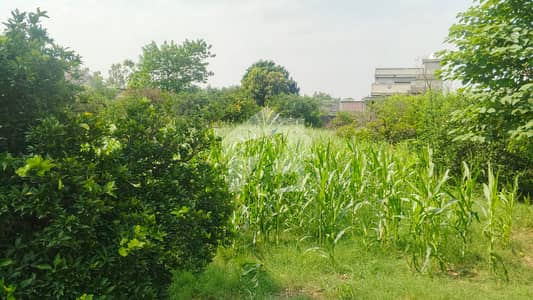 63 Marla Agricultural Land For Farmhouse 63 Marla Agricultural Land For Farmhouse