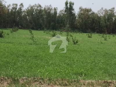 Agri land with lemon and keno orchard