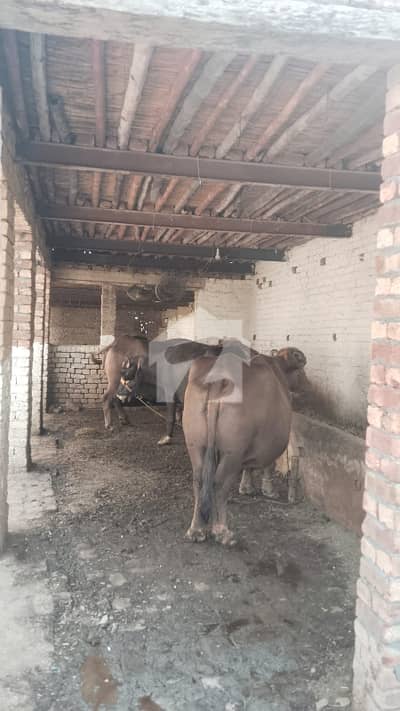 3 kanal dairy farm available for rent