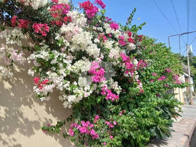 500 Sq. Yards Premium West-Open Residential Plot Available For Sale Zone-B, Phase 8, DHA