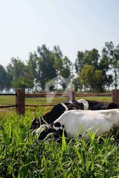 366 Kanal Agricultural Land for Sale Near Manga Mandi, Lahore Prime Investment Opportunity
