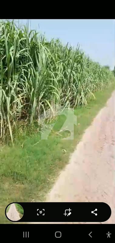 بھیرا سرگودھا میں 240 کنال زرعی زمین 16.5 کروڑ میں برائے فروخت۔
