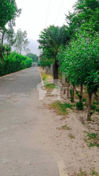 38 kanal corner farm house land executive farm house land