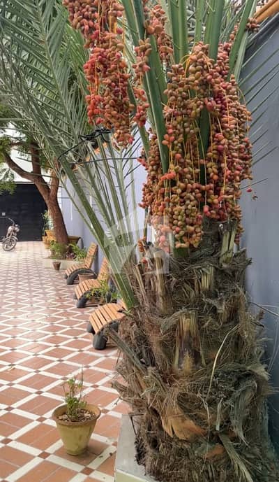 1000 Square Yards Bungalow For Rent In Clifton Block 4 Ideal For School, Nursery & Montessori 1000 Square Yards Bungalow For Rent In Clifton Block 4 Ideal For School, Nursery & Montessori