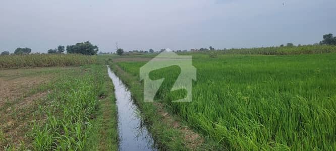 21 Acre Agricultural land for sale / With House and Solar Tubewell System