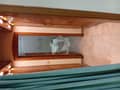 41 41