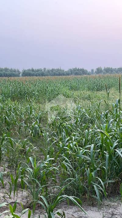 40 Acres Land with Furnished Farmhouse & 3 Solar Tubewells Mankera, Bhakkar | PKR 21 Lakh/Acre | Direct Owner 40 Acres Land with Furnished Farmhouse & 3 Solar Tubewells Mankera, Bhakkar | PKR 21 Lakh/Acre | Direct Owner