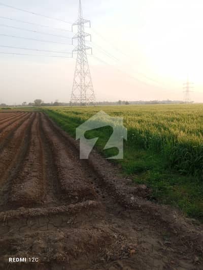 ملتان روڈ لاہور میں 225 کنال زرعی زمین 25.0 کروڑ میں برائے فروخت۔