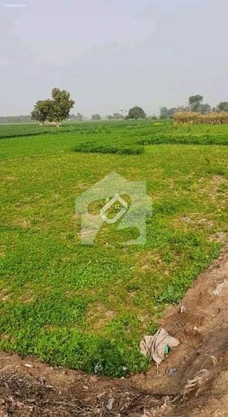 Fertile Agriculture Land For Sale In Faisalabad Prime Cultivation