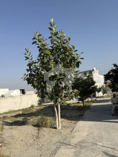 6 Marla Corner Plot In Block B Near To Mian 70 Ft Out 50 Ft Road