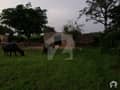 Mirpur Azad Kashmir Houses Agricultural Land Is Available For Sale Others Mirpur Mirpur Azad Kashmir Houses Agricultural Land Is Available For Sale Others Mirpur