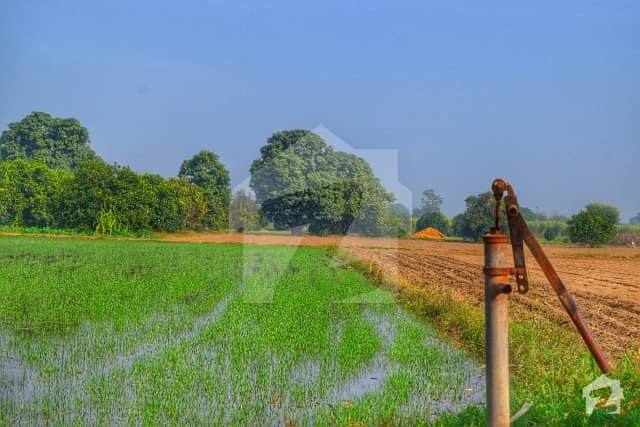 Fertile Agriculture Land Is Available For Sale