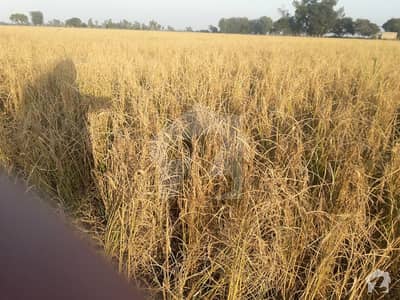 Agriculture Land For Sale In Sadiyal Village Distt Shakargrah