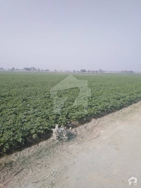 اوکاڑہ روڈ دیپالپور میں 120 کنال زرعی زمین 5.25 کروڑ میں برائے فروخت۔