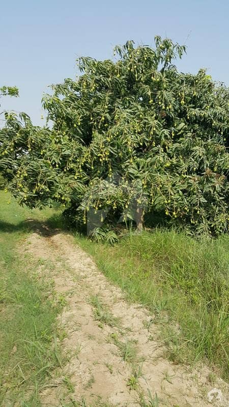 Agriculture Land Big Fruit Orchard Is Available For Sale On Fateh Canal Bank