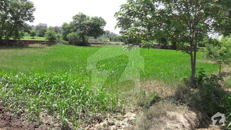برکی روڈ کینٹ لاہور میں 24 کنال زرعی زمین 6.3 کروڑ میں برائے فروخت۔