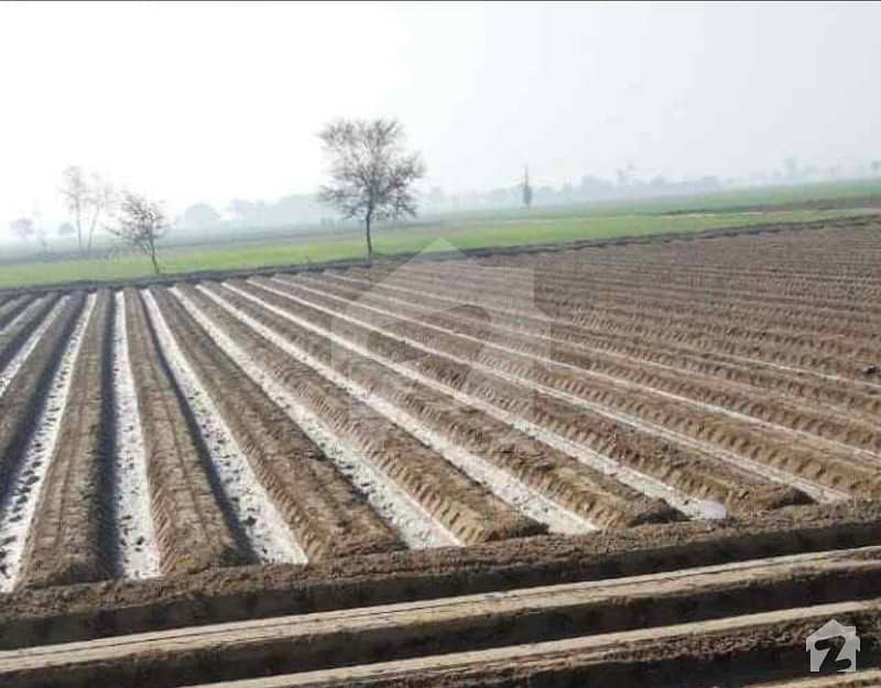 دیپال پور شیرگڑھ روڈ اوکاڑہ میں 160 کنال زرعی زمین 6 کروڑ میں برائے فروخت۔