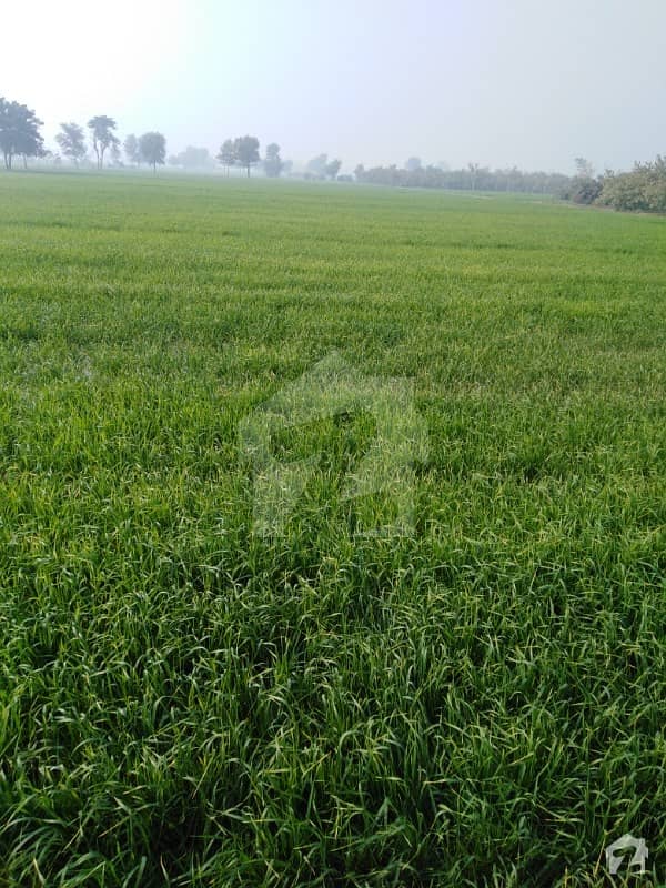 Agriculture Land For Sale Others, Haroonabad ID14194701