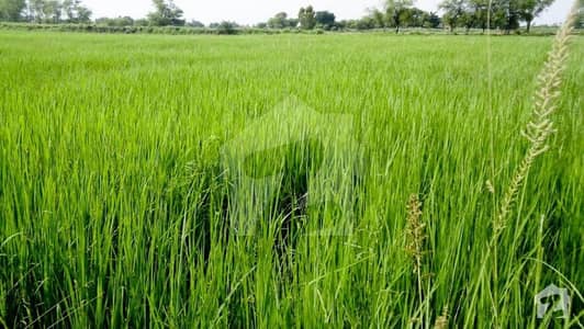 48 Acre Fully Agriculture Land Available For Investment At Jarranwala Road To Sityana Road Faisalabad 48 Acre Fully Agriculture Land Available For Investment At Jarranwala Road To Sityana Road Faisalabad