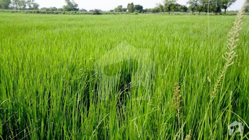 48 Acre Fully Agriculture Land Available For Investment At Jarranwala Road To Sityana Road Faisalabad
