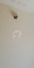 24 