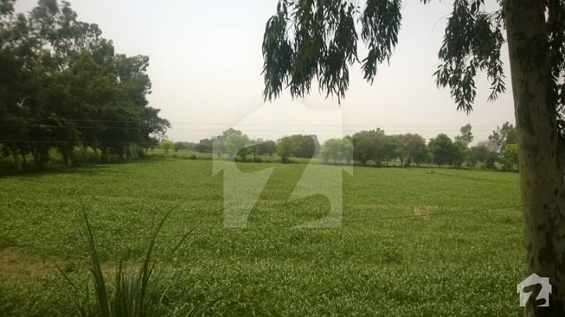 شیخوپورہ روڈ لاہور میں 800 کنال زرعی زمین 2. 25 ارب میں برائے فروخت۔