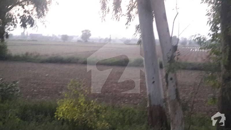 شامکے بھٹیاں لاہور میں 500 کنال زرعی زمین 1. 5 ارب میں برائے فروخت۔