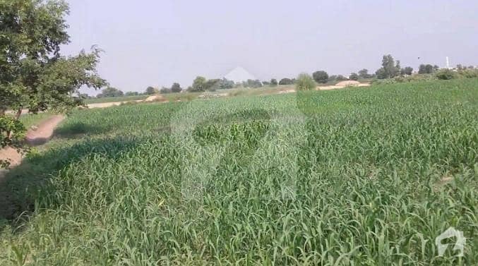 Agriculture Land For Sale At Chichawatni to Rajana Road