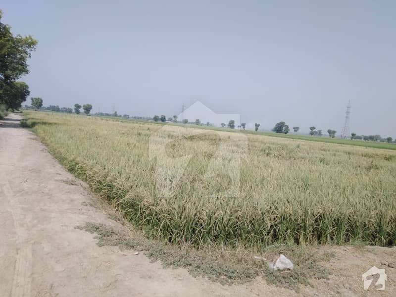 اوکاڑہ روڈ دیپالپور میں 216 کنال زرعی زمین 11.34 کروڑ میں برائے فروخت۔