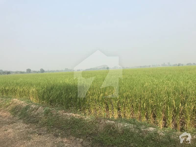 Agriculture Land For Sale On Brb Canal Near Saddar Thana Daska