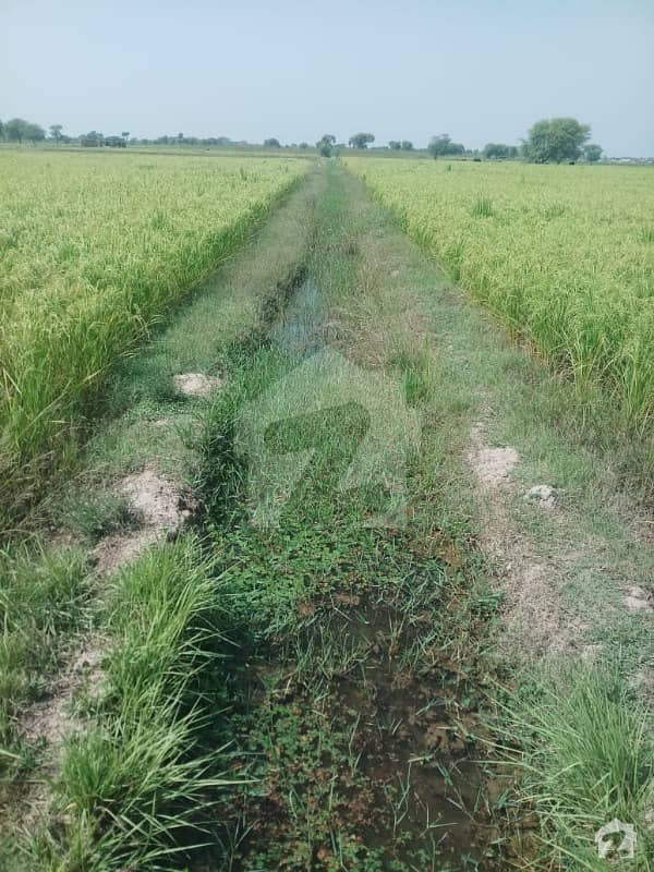 شرقپور روڈ لاہور میں 8 کنال زرعی زمین 4 کروڑ میں برائے فروخت۔