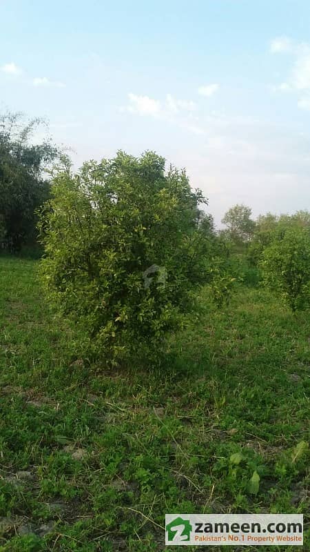 Agriculture Land Is Available  For Sale