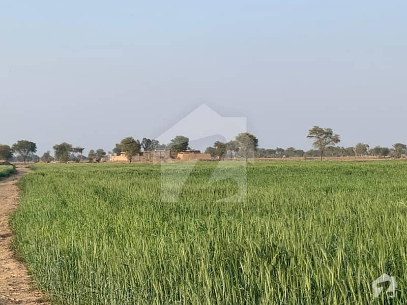 Agriculture Land For Sale Fertile Land Rajanpur
