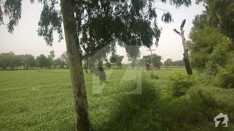 ملتان روڈ لاہور میں 96 کنال زرعی زمین 3.85 کروڑ میں برائے فروخت۔
