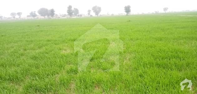 District Bahawalnagar Tehsil Fort Abbas Chak No 303 A 42 and half Acre 340 Kanal Agricultural Land For Sale