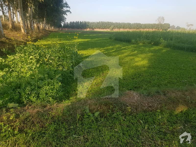 برکی روڈ کینٹ لاہور میں 120 کنال زرعی زمین 40 لاکھ میں برائے فروخت۔