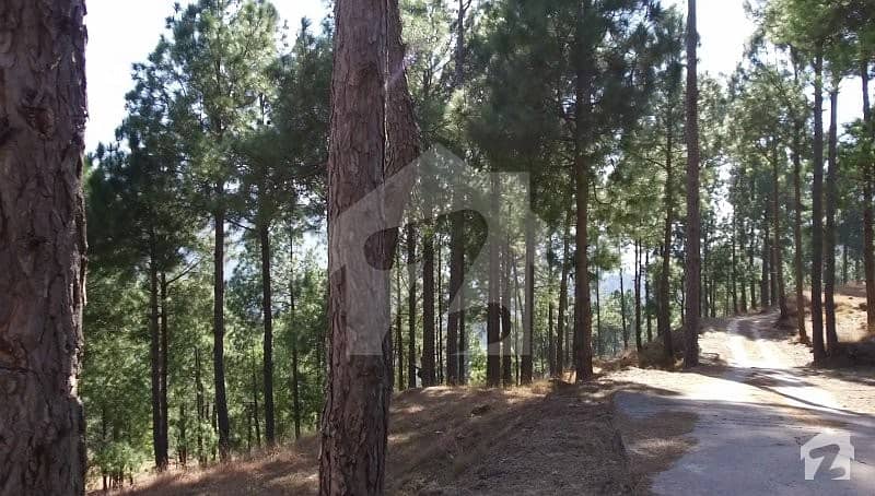 Residential Plot For Sale In Murree Orchard