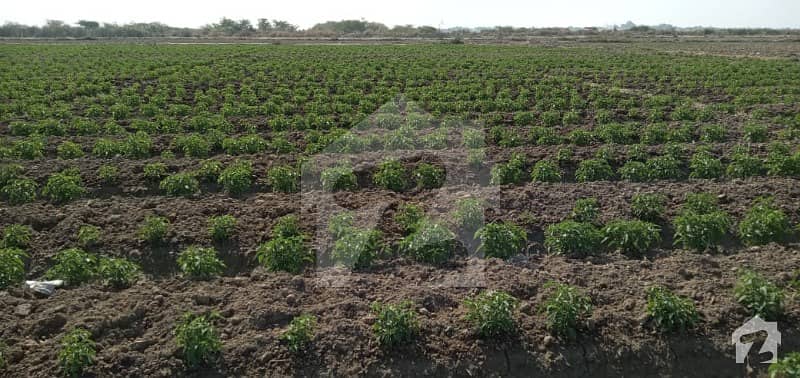 80 acre fertile land in District Thatta Taluqa Mirpur Sakro is available for sale