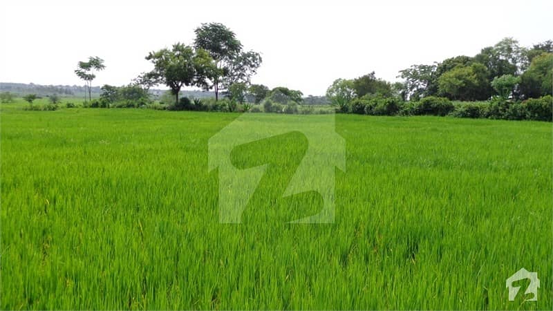 Agricultural Land - Near to Sheikh Zaid Palace