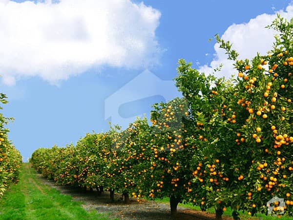 96 Kanal Orange Fruit Farm For Sale